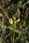 Hairy cowpea